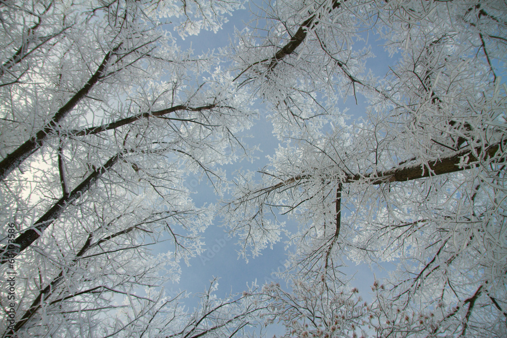 Obraz premium winter Park
