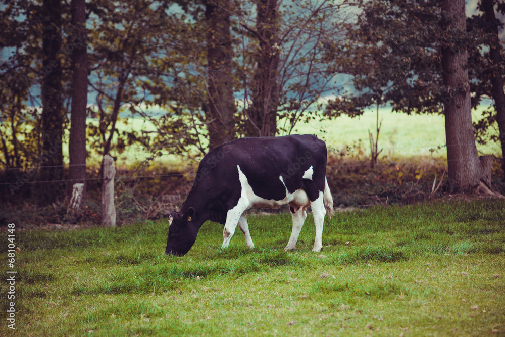 Cows on meadow with green grass. Grazing calves Cows on meadow with green grass. Grazing calves