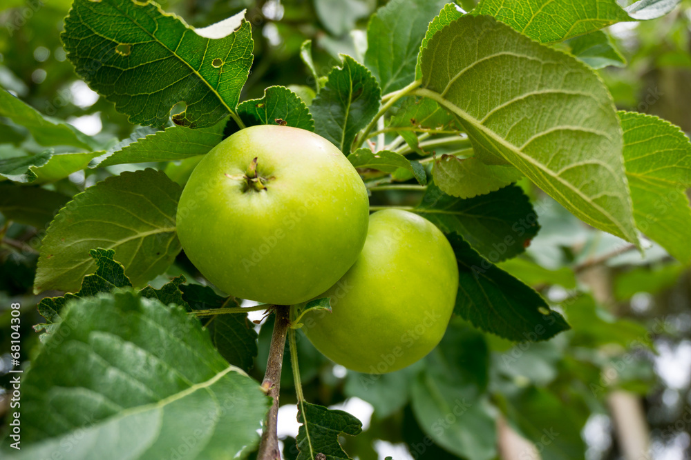 Fresh ripe green apples on tree Fresh ripe green apples on tree