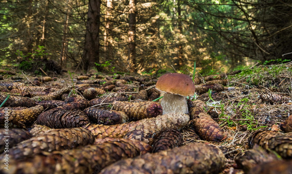 Obraz premium Boletus edulis