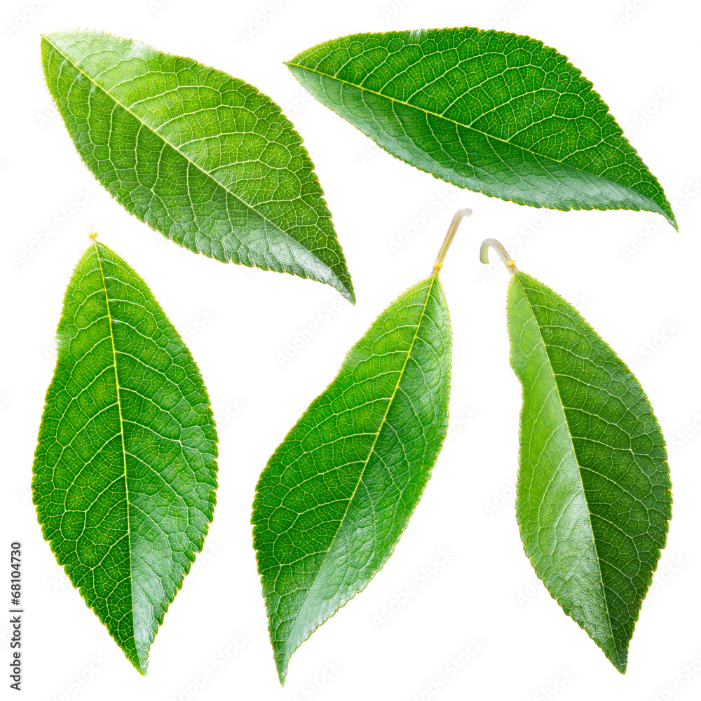 Cherry leaf. Collection isolated on white Cherry leaf. Collection isolated on white