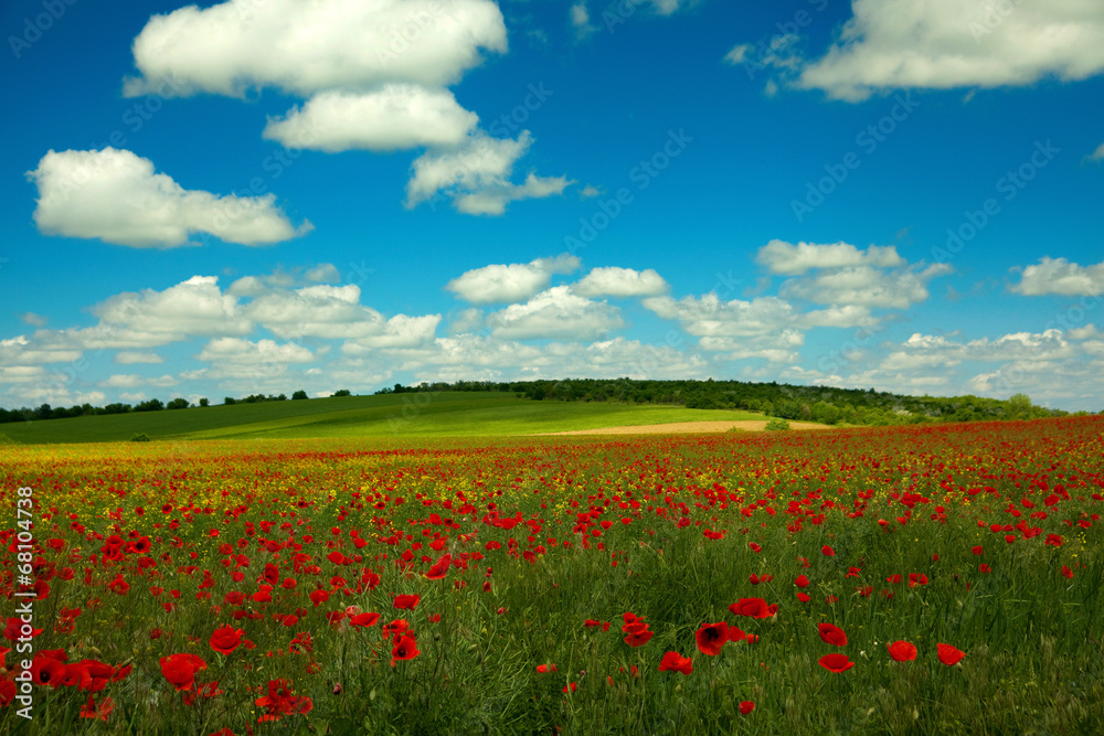Poppy rape and clouds