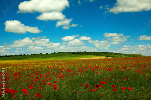 Poppy rape and clouds