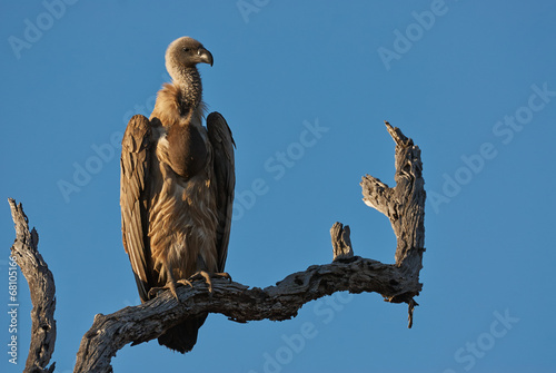 Vulture perched on a branch photo