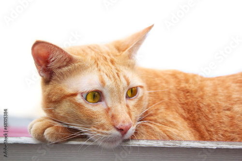 Thai Cat laying on roof portrait. © tachjang