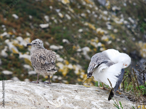 gull chicks on Cies Islands in Atlantic, Spain photo