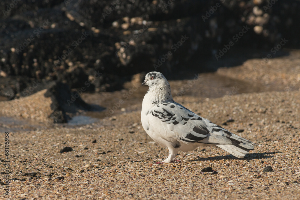 Obraz premium detail of spotted pigeon standing on beach