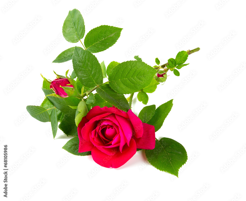 Naklejka premium pink garden rose isolated on white background