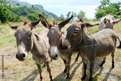 several donkey on italian farm