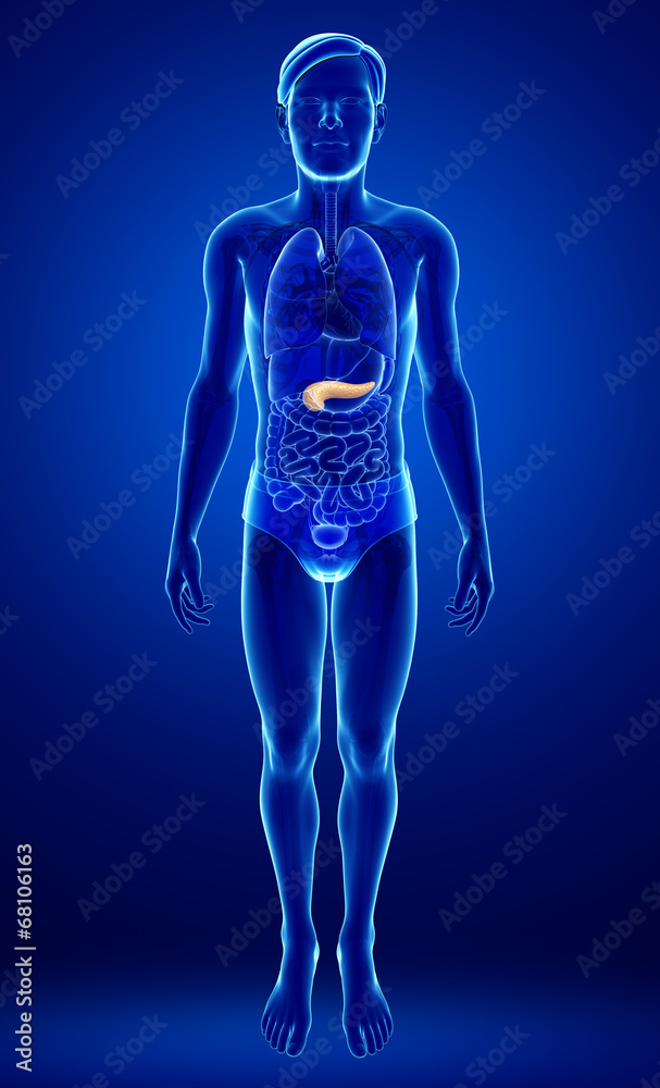 Male pancreas anatomy Male pancreas anatomy
