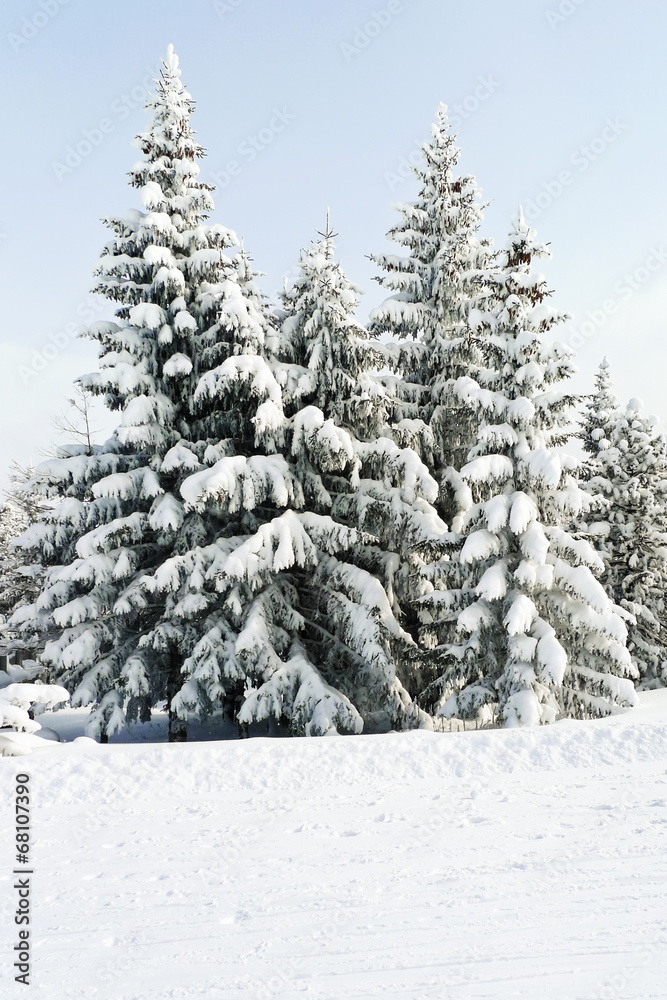 Obraz premium snowbound fir trees in area Via Lattea, Italy