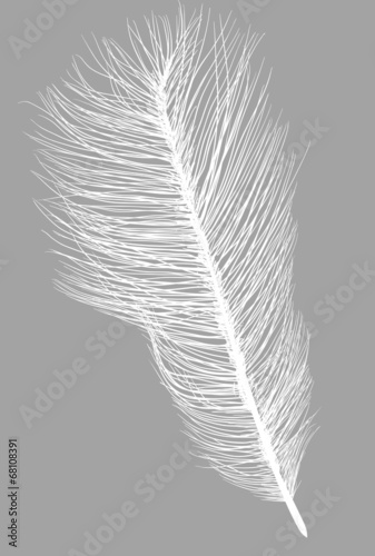 ostrich feather silhouette isolated on grey