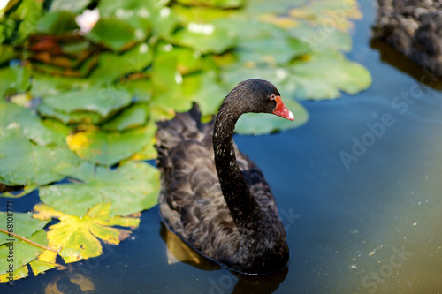 Beautiful black swans swimming in a lake