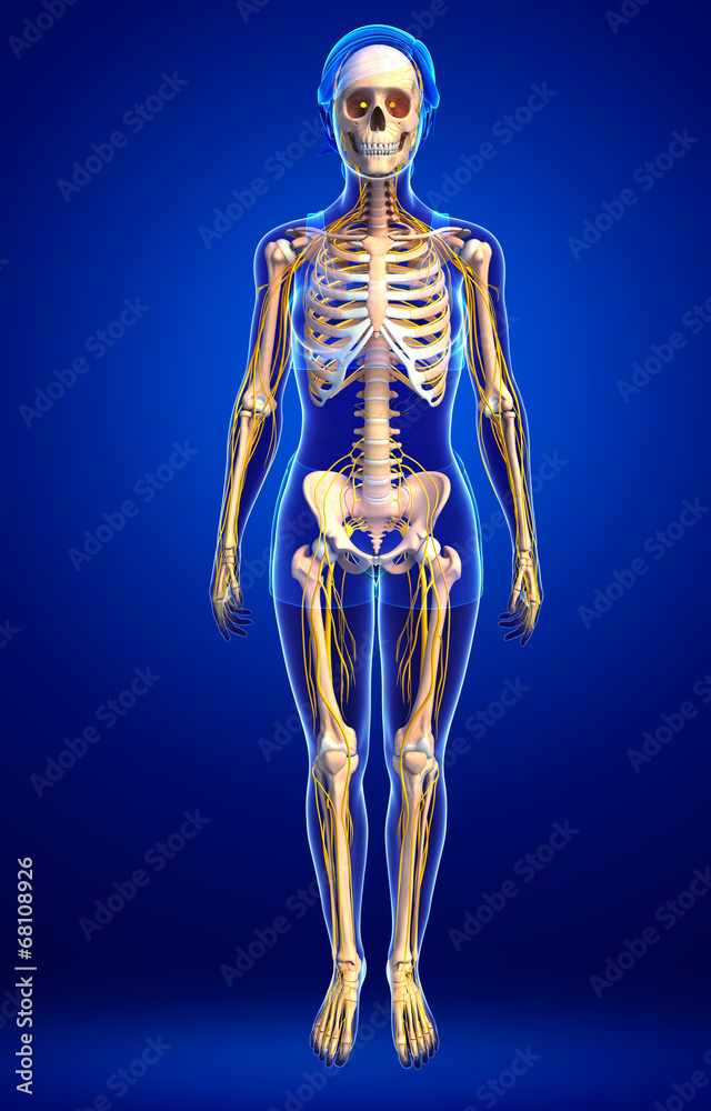 Human skeleton anatomy