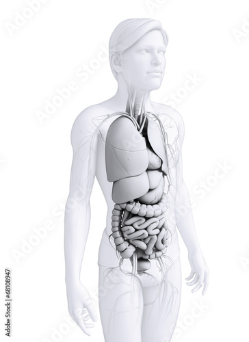 Fototapeta Naklejka Na Ścianę i Meble -  Digestive system of male anatomy