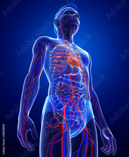 Tableau sur toile Male circulatory system