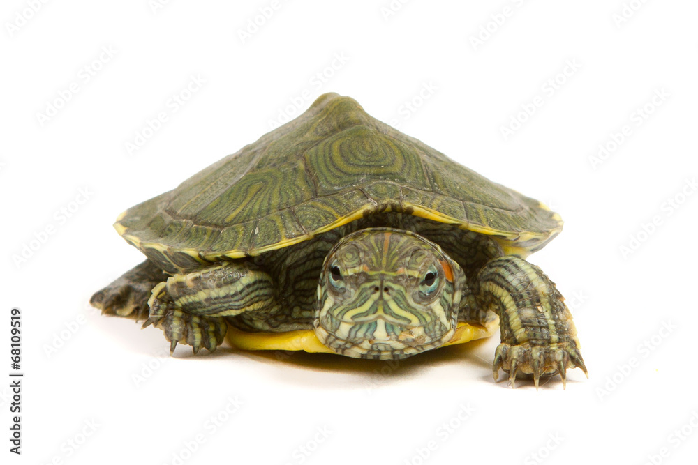 Fototapeta premium Funny green turtle