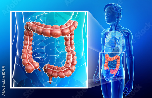 Illustration of male large intestine anatomy