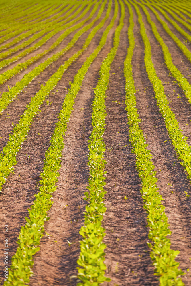 Rows of soy plants in a field