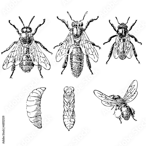 Abeille Reine Ouvrière Faux bourdon