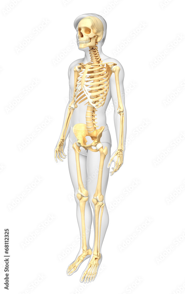 Human skeleton side view