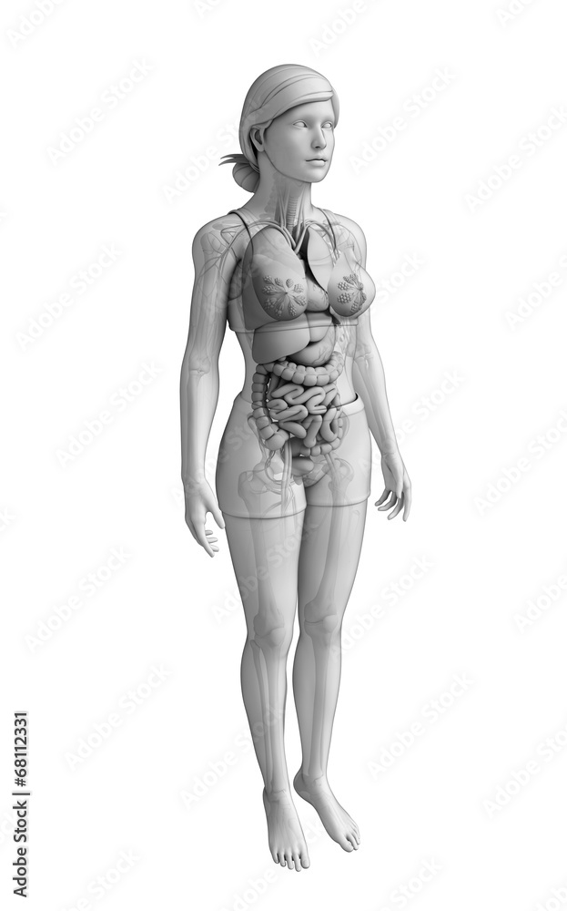 Female digestive system artwork
