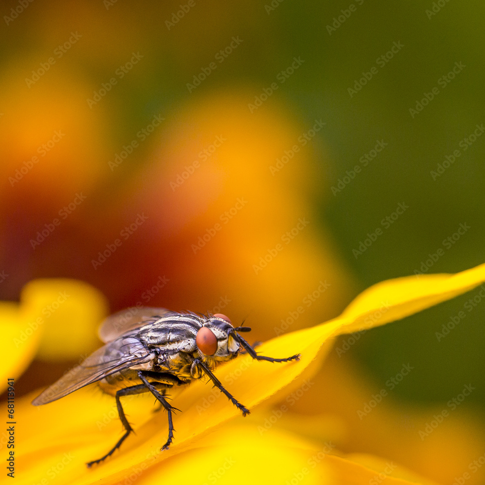 Insect fly macro on yellow leaf Insect fly macro on yellow leaf