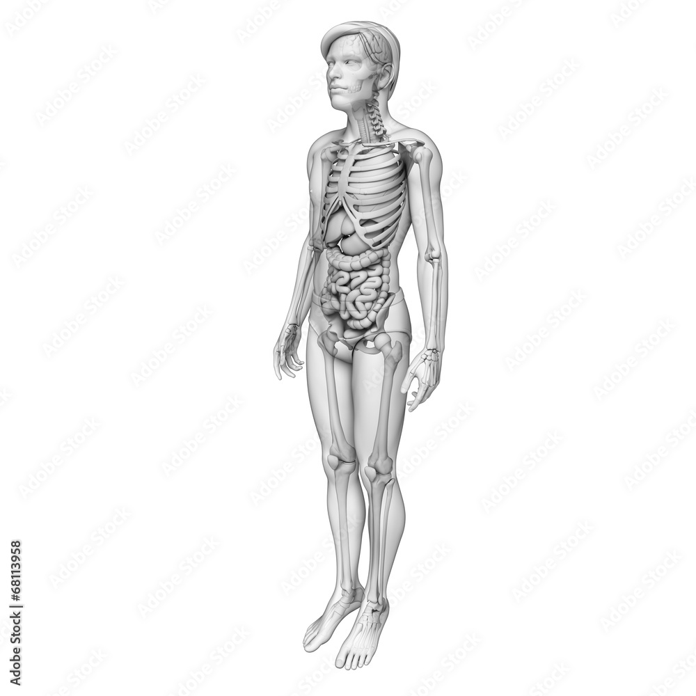 Digestive system of male anatomy