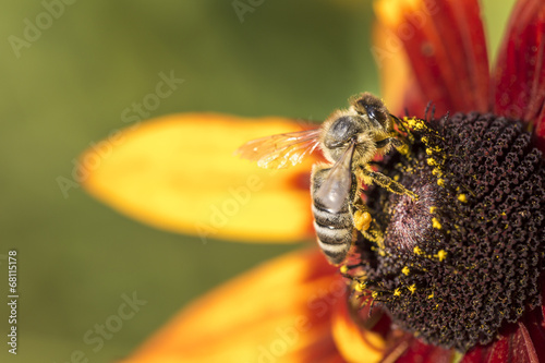 Bee gathering nectar and spreading pollen.