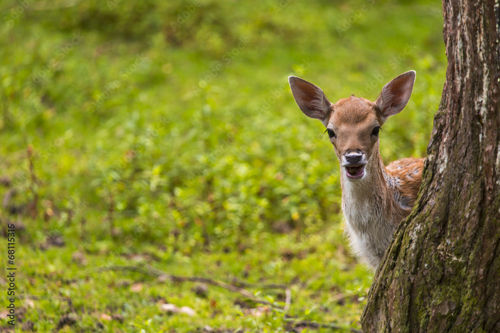 Fototapeta premium Close-up fallow deer in wild nature
