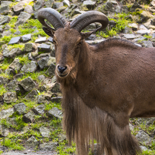 Barbary sheep closeup portrait photo