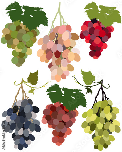 Grape
