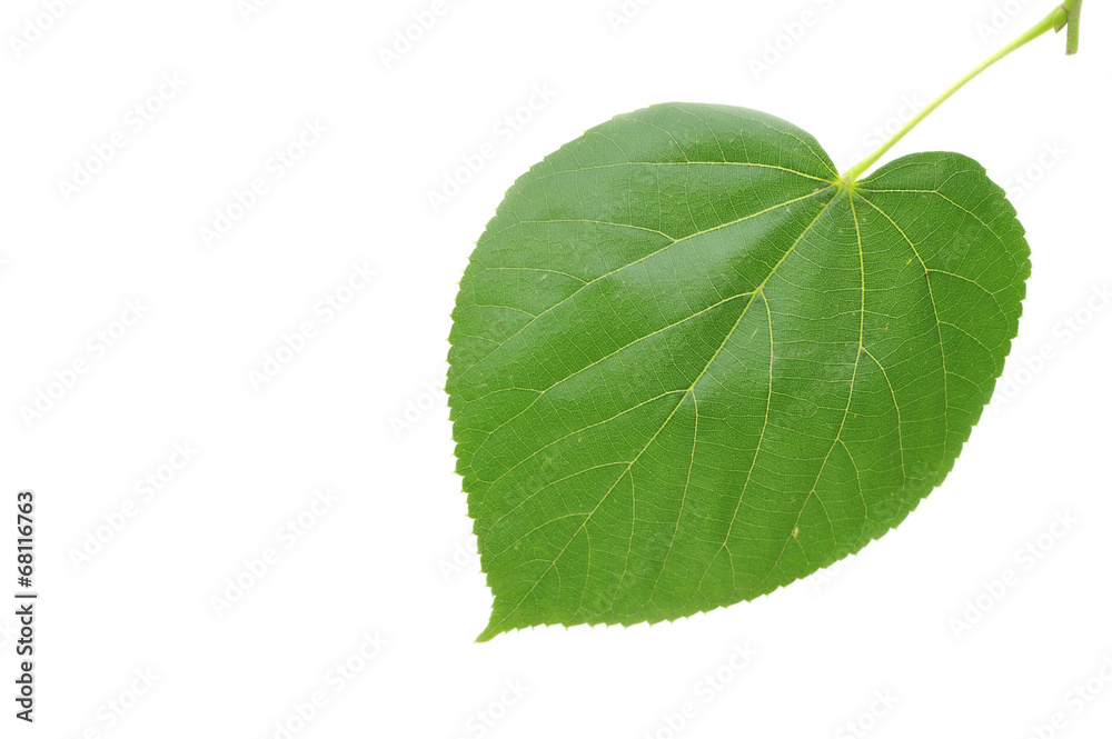 Obraz premium Linden leaf on white background