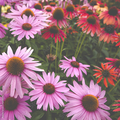 flowers in a garden