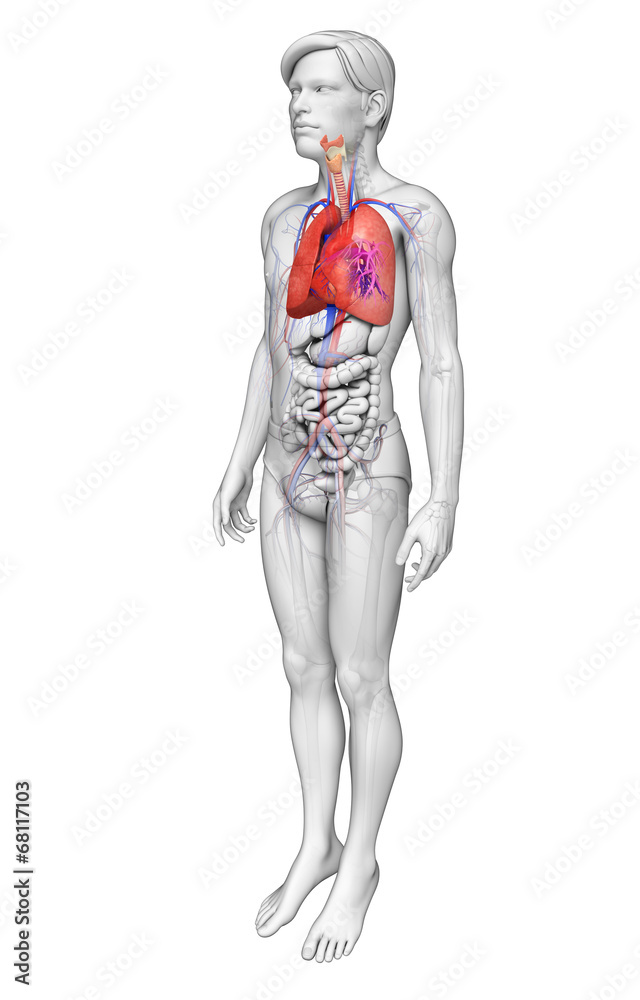 Male lungs anatomy