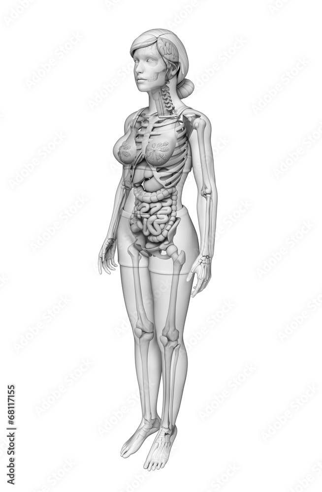 Digestive system of female anatomy