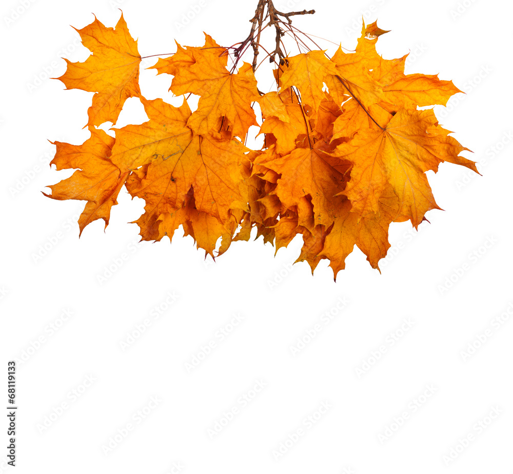 Autumn maple branch with leaves isolated on a white background Autumn maple branch with leaves isolated on a white background