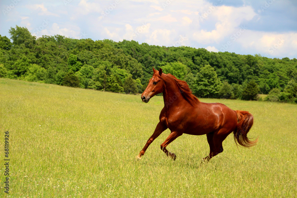 Sorrel Horse Running in Summer Pastures - obrazy, fototapety, plakaty 