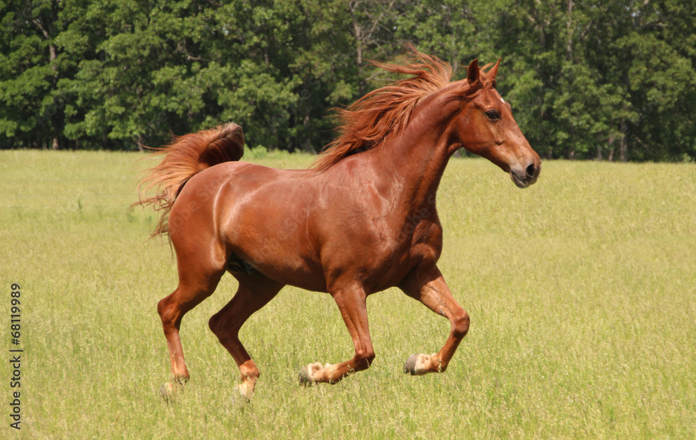 Sorrel Horse Running in Summer Pastures - obrazy, fototapety, plakaty 