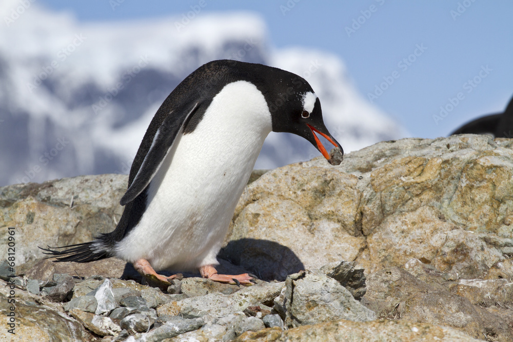 Naklejka premium Gentoo penguin male who is a stone for the construction of the n