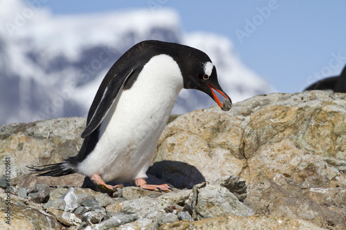 Gentoo penguin male who is a stone for the construction of the n