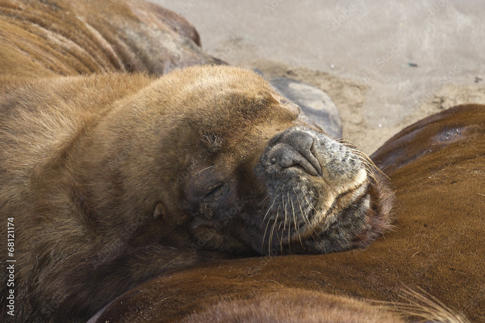 portrait South American sea lion which put his head on a nearby portrait South American sea lion which put his head on a nearby