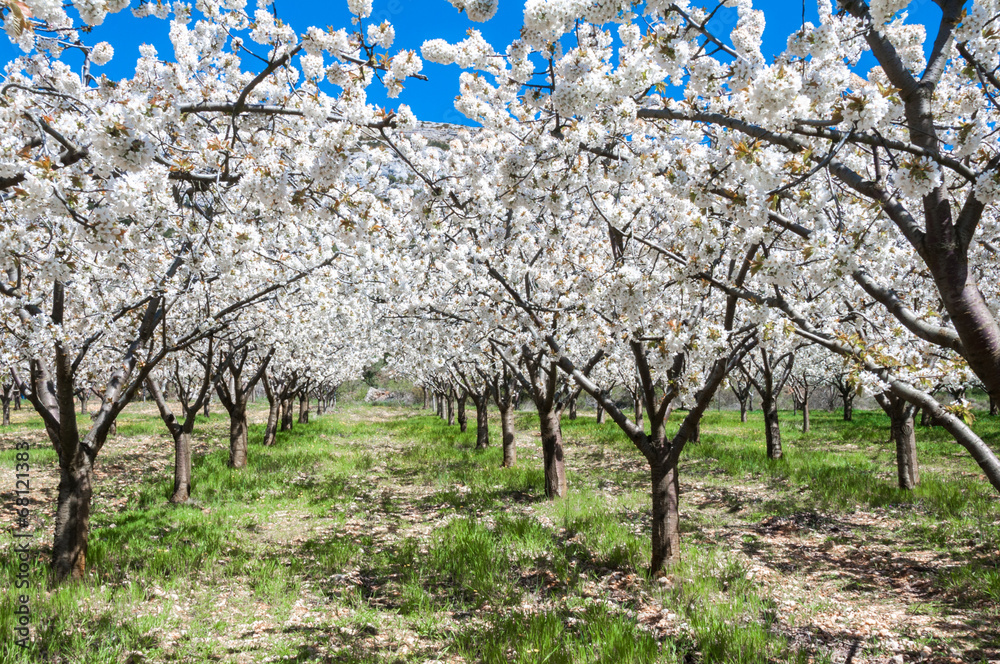 Cerezos en flor, España