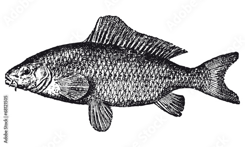 Carpe