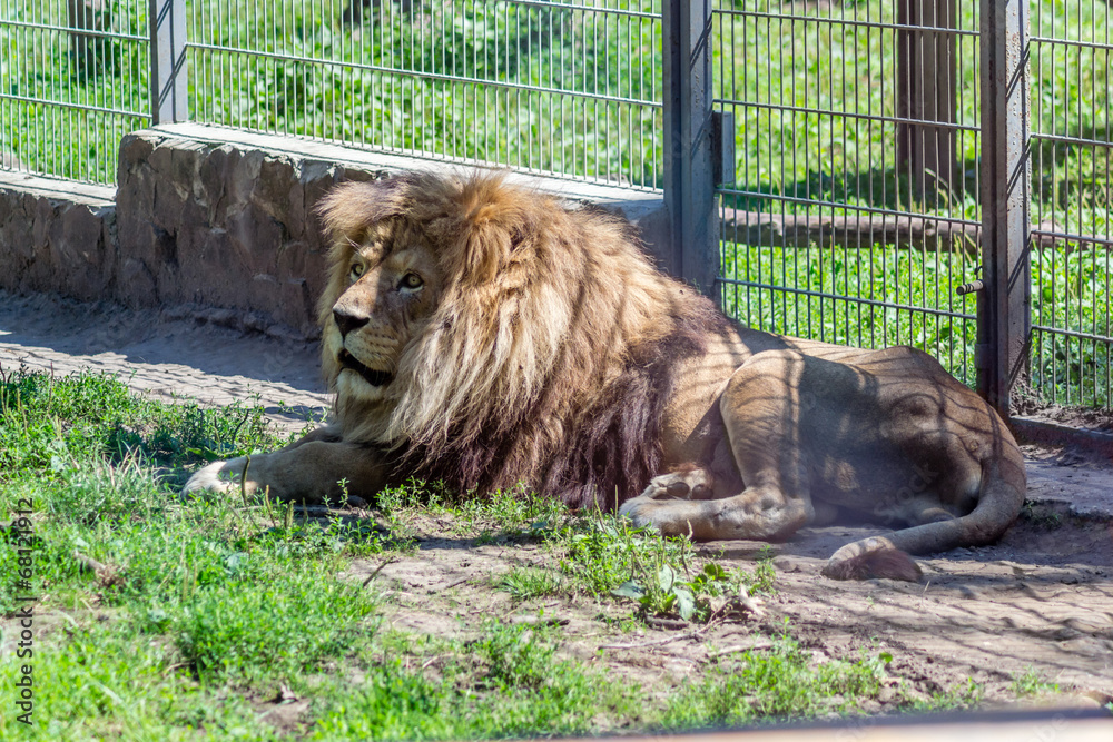 Naklejka premium Male lion