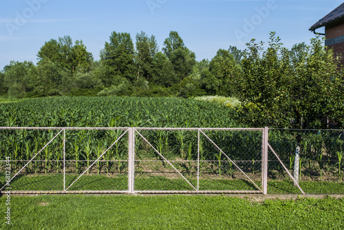 Corn field behind fence