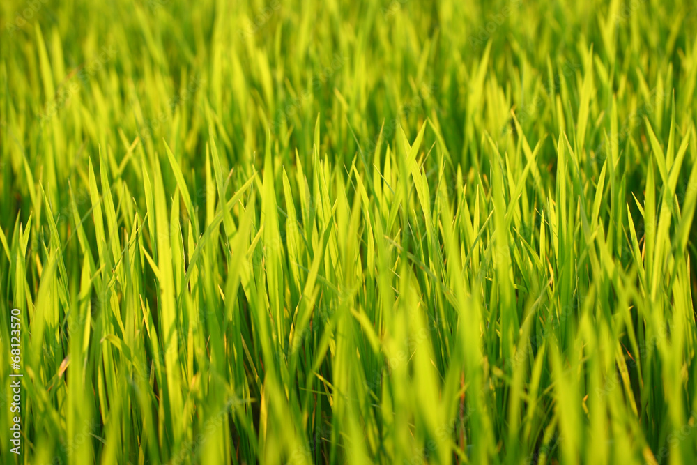 green grass background on summer green grass background on summer
