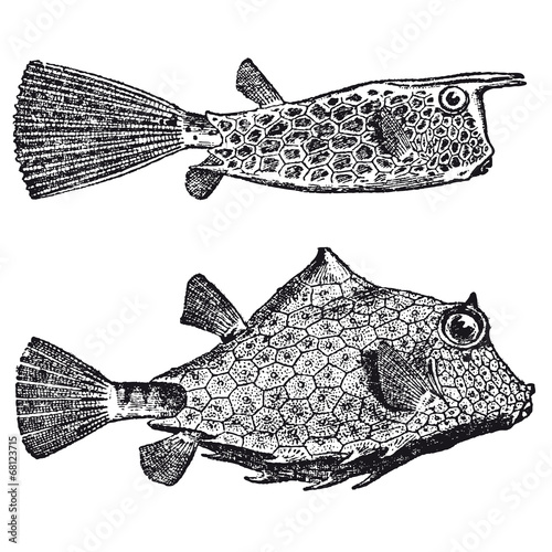 Poisson coffre