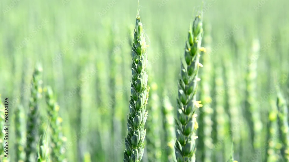wheat field, zoom out