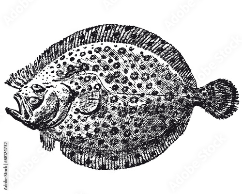 Barbue